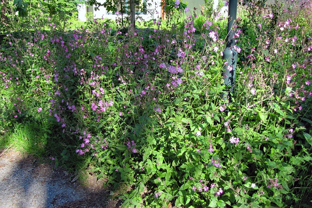 CPVM0621 (19).JPG