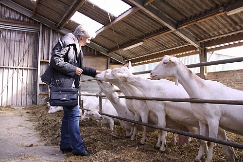 Zeeuws42