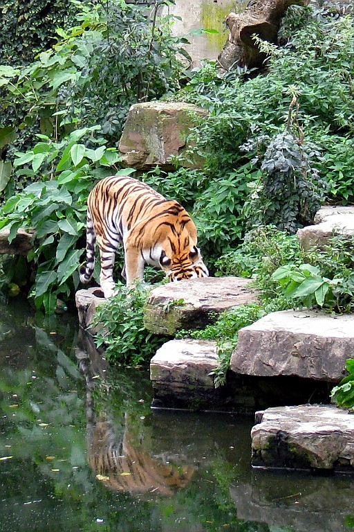 Zoo07.JPG