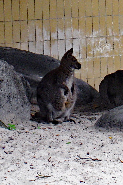 Zoo26.JPG