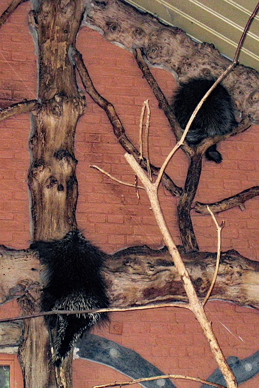 Zoo34.JPG