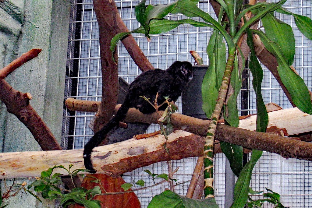 Zoo36.JPG