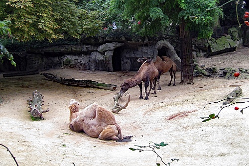 Zoo09