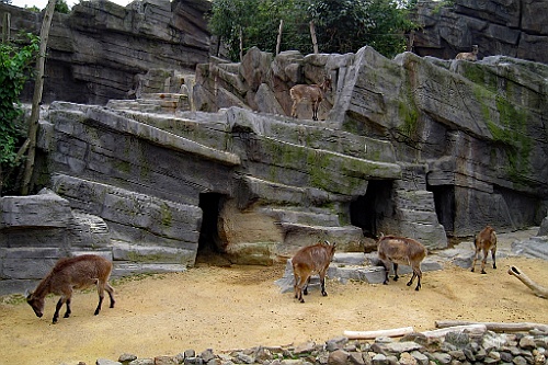 Zoo11