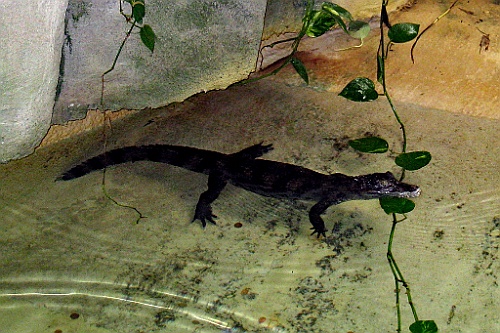 Zoo13