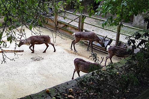 Zoo14
