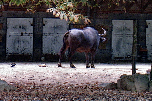 Zoo16