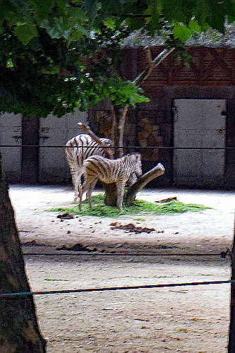 Zoo17