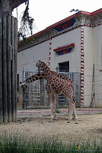 Zoo23