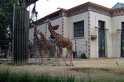 Zoo25