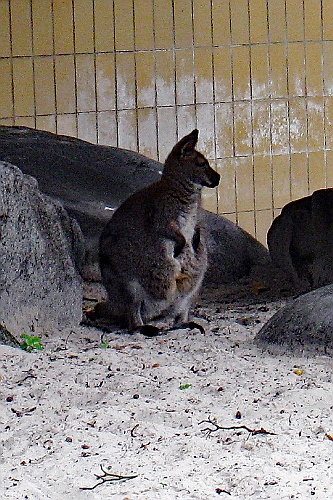Zoo26