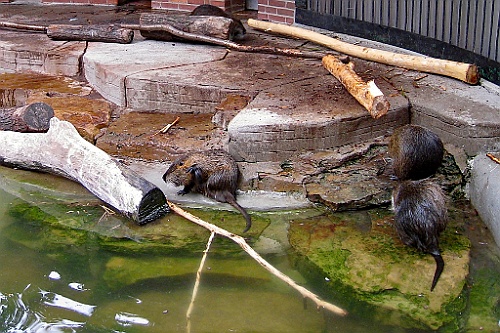 Zoo27