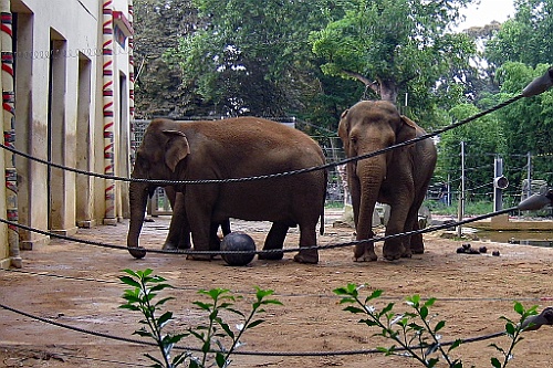 Zoo30