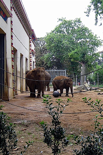 Zoo31