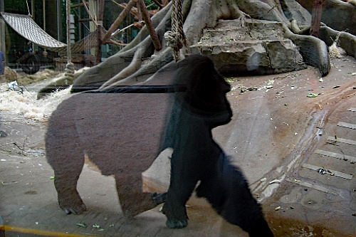 Zoo32