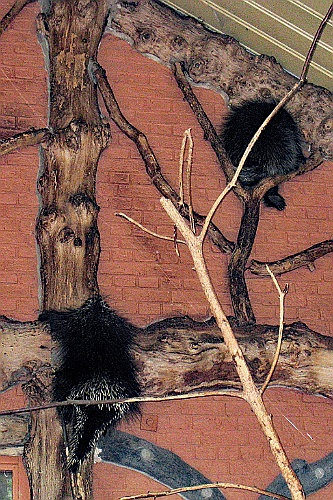 Zoo34