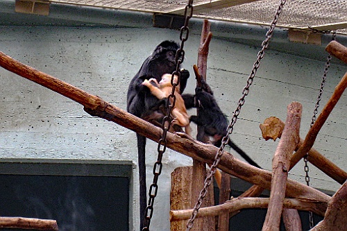 Zoo35