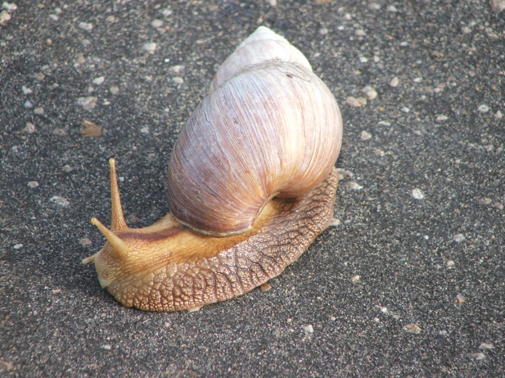 sa086.JPG - Minstens 30x groter dan wat bij ons in de tuin zit