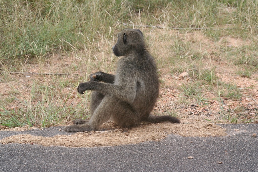 sa090.JPG
