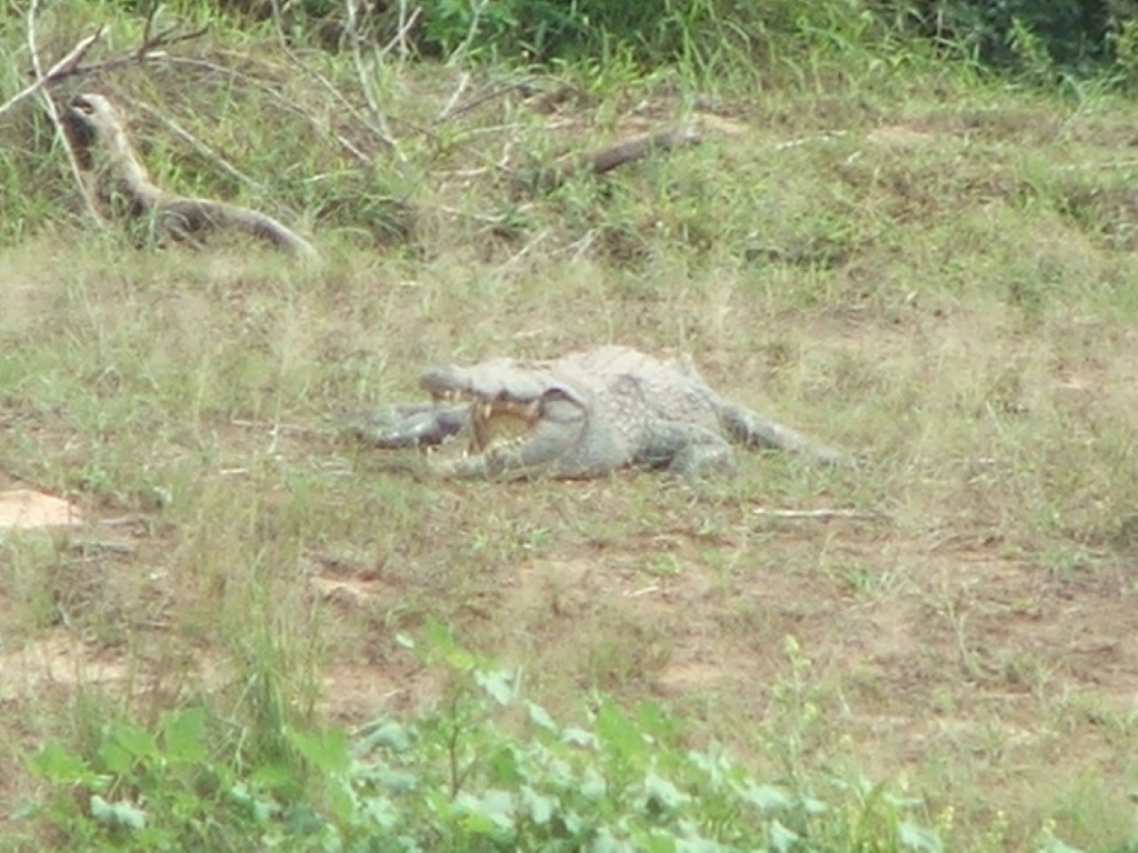 sa096.JPG
