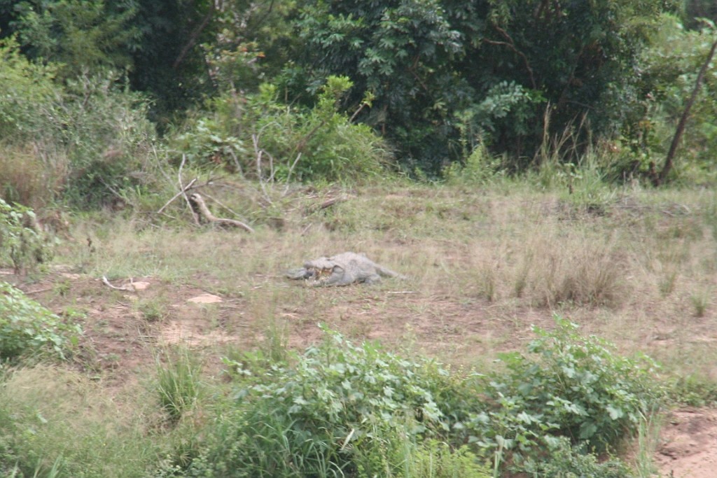 sa097.jpg