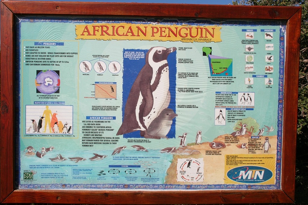 sa440.JPG - Pinguins op het warme strand ? Zijn we niet gewend.