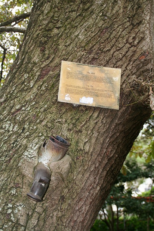 sa524.JPG - Bizarre gril van de natuur