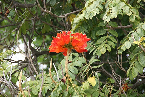 sa531